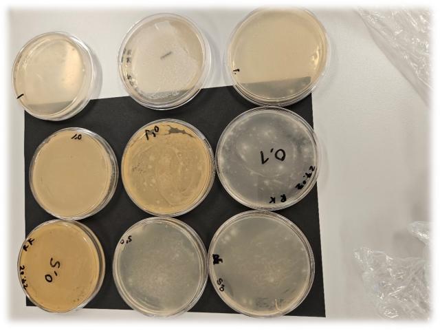 Figur 1: petriskåler med bakteriekulturer laget av agar