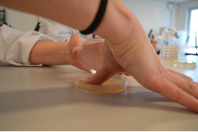 Test av uvaskede hender i petriskål med agar.